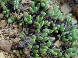 Chasmatophyllum musculinum dry fruit capsules